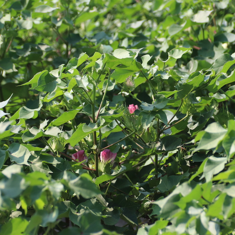 Cotton growers can apply for Climate Smart Cotton Program